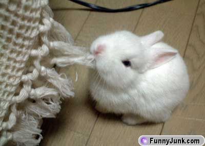 so_cute_rabbit.jpg